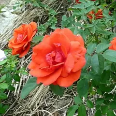 Роза канадская Моден Файрглоу корнесобственная