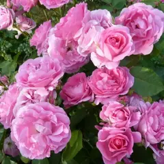 Роза канадская Моден Сентенниал корнесобственная