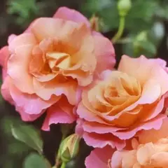 Роза шраб Фрайзингер Моргенроте