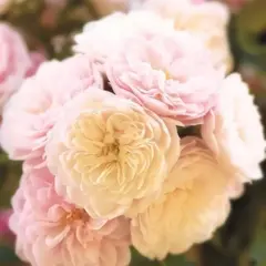 Роза плетистая Старлет Роуз Алина