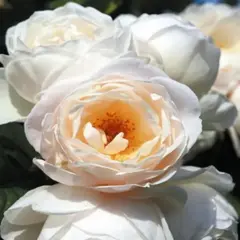 Роза плетистая Ютерсенер Клостеррозе