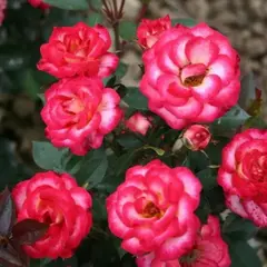 Роза миниатюрная Свит Симфони