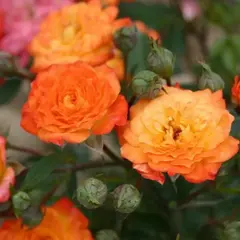 Роза миниатюрная Санмейд