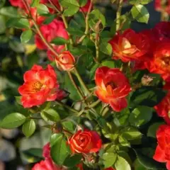 Роза миниатюрная Ча Ча