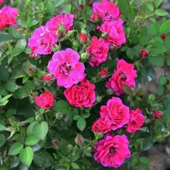 Роза миниатюрная Блюнетт