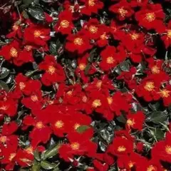 Роза почвопокровная Ред Хейз