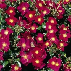 Роза почвопокровная Перпл Хейз