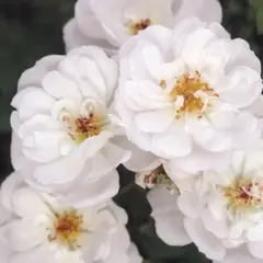 Роза почвопокровная Биненвайде Вайс