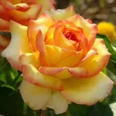 Роза чайно-гибридная Амбианс