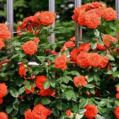 Роза плетистая Оранж Мейландина