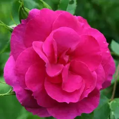 Роза канадская Капитан Самуэль Холланд корнесобственная