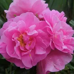 Роза канадская Йенс Мунк корнесобственная