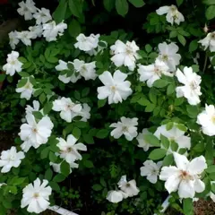 Роза канадская Моден Сноубьюти корнесобственная