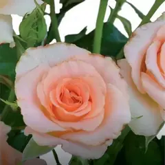 Роза флорибунда Лана