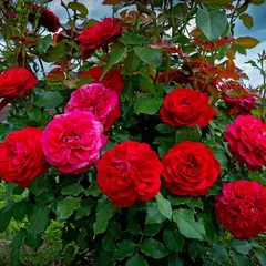 Роза флорибунда Мона Лиза