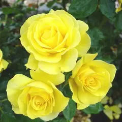 Роза миниатюрная Голд Симфони