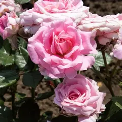 Роза миниатюрная Леди Мейяндина