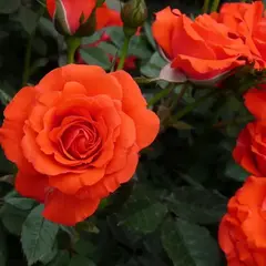 Роза миниатюрная Топ Хит