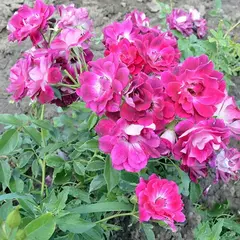 Роза шраб Ред Айсберг