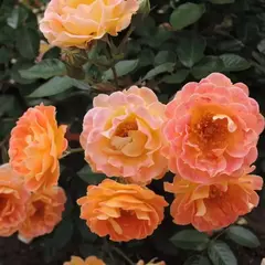 Роза почвопокровная Бесси