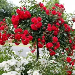 Роза на штамбе Хеллоу