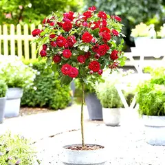 Роза на штамбе Ред Дет