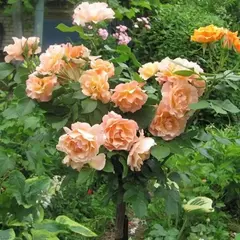 Роза на штамбе Текила