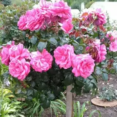 Роза на штамбе Берлебург