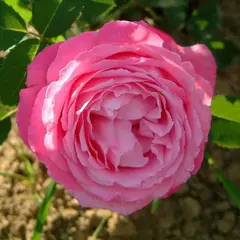 Роза ремонтантная Миссис Джон Лейн