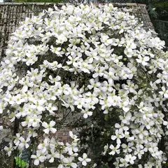 Клематис Грандифлора