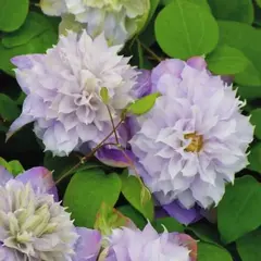 Клематис Вероникас Чойс