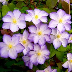 Клематис Лаки Чарм