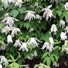 Клематис Вайт Свон (княжик)