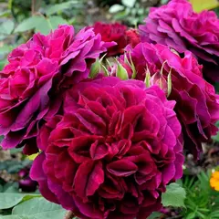 Роза Английская Манстед Вуд