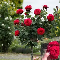 Роза на штамбе Алан Сушон