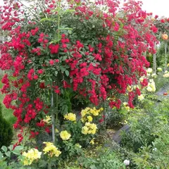 Роза на штамбе Альберих