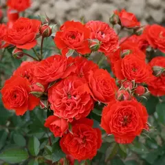 Роза миниатюрная Бэби Баккара