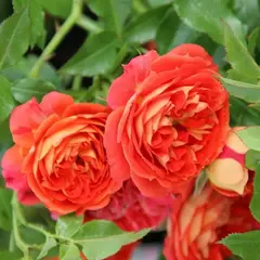 Роза плетистая Старлет Роуз Кармен