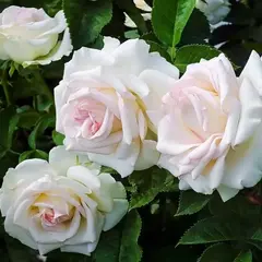 Роза плетистая Шванензее (Сван Лейк)