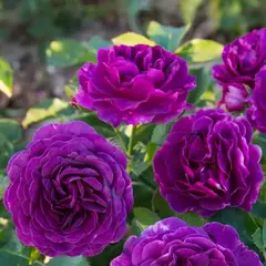 Роза флорибунда Минерва