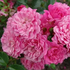 Роза флорибунда Пепита