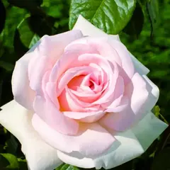 Роза чайно-гибридная Александр Пушкин (Принс Жардинье)