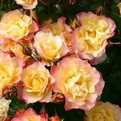 Роза флорибунда Амальтея