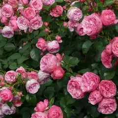 Роза сентифолия Анданте