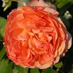 Роза чайно-гибридная Анри Дельбар