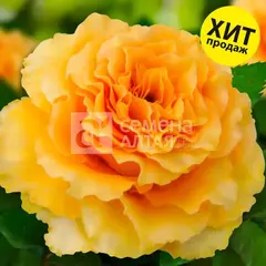 Роза чайно-гибридная Дива