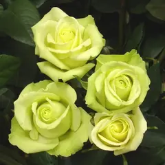 Роза чайно-гибридная Жаде