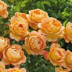 Роза канадская Квебек