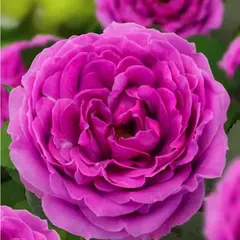 Роза флорибунда Найт Сити