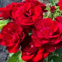 Роза канадская Пандора